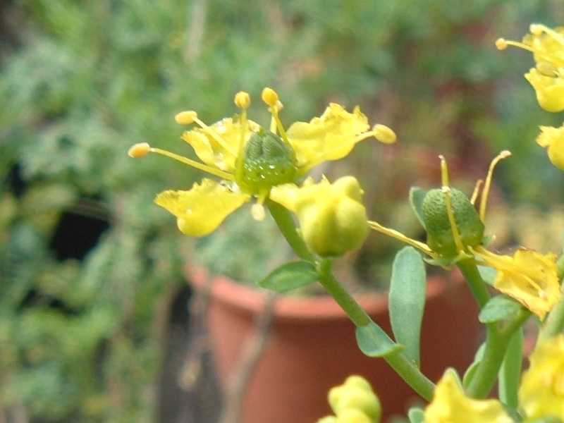 Ruta graveolens e Ruta chalepensis